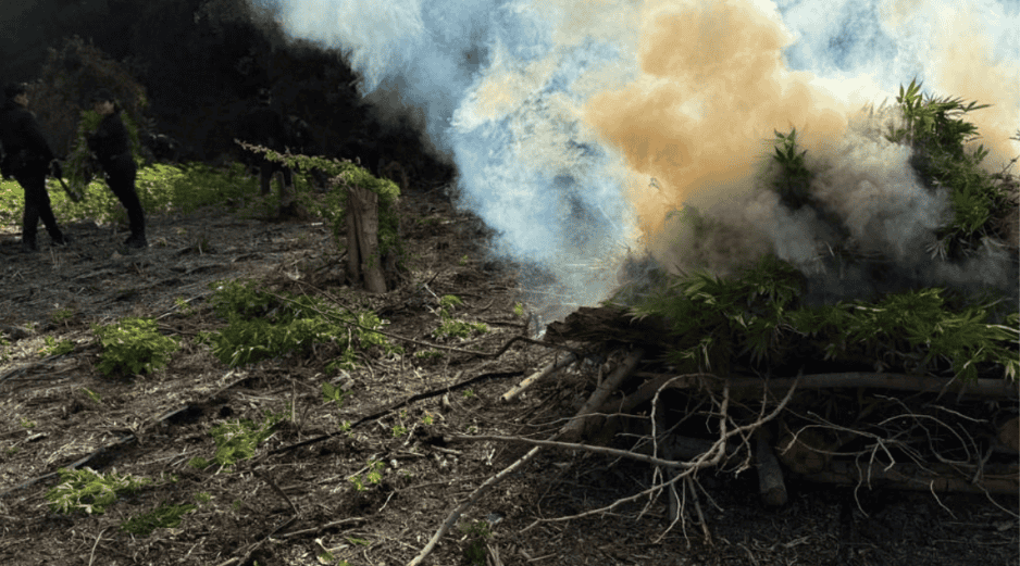 Agentes estatales y federales localizaron otros tres terrenos de sembradíos de la droga. ESPECIAL/Policía del Estado