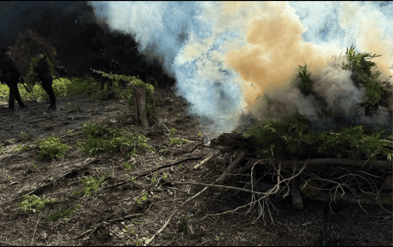 Agentes estatales y federales localizaron otros tres terrenos de sembradíos de la droga. ESPECIAL/Policía del Estado