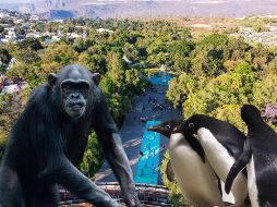 El Zoológico Guadalajara está situado en la Barranca de Huentitán, ocupa 50 hectáreas que se han desarrollado respetando la forma natural del terreno, su flora y sus árboles, y alberga una gran diversidad de animales. ESPECIAL / EL INFORMADOR