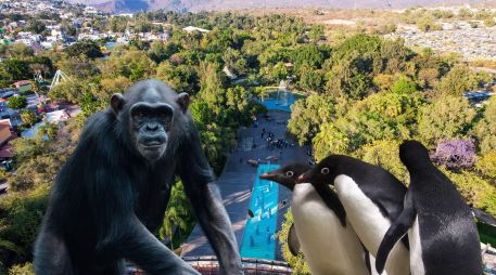 El Zoológico Guadalajara está situado en la Barranca de Huentitán, ocupa 50 hectáreas que se han desarrollado respetando la forma natural del terreno, su flora y sus árboles, y alberga una gran diversidad de animales. ESPECIAL / EL INFORMADOR