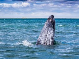Abrazada por el Mar de Cortés, La Paz se ha ido reinventando en los últimos años, enriqueciendo su baraja turística y mostrando nuevas opciones para el viajero que se aventura a descubrir su malecón. CORTESÍA