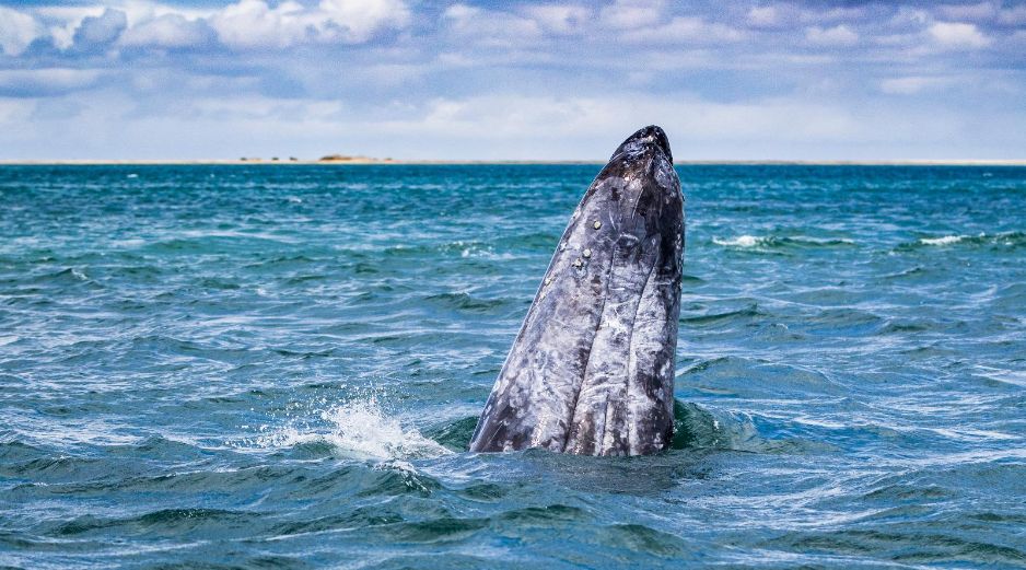 Abrazada por el Mar de Cortés, La Paz se ha ido reinventando en los últimos años, enriqueciendo su baraja turística y mostrando nuevas opciones para el viajero que se aventura a descubrir su malecón. CORTESÍA