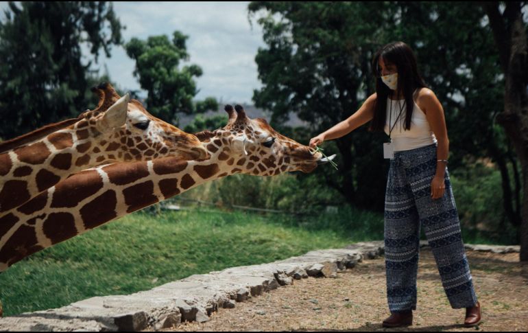 El Zoológico Guadalajara ha sido reconocido por la atención Integral que brinda a sus especies, gracias a su hospital veterinario. EL INFORMADOR / ARCHIVO