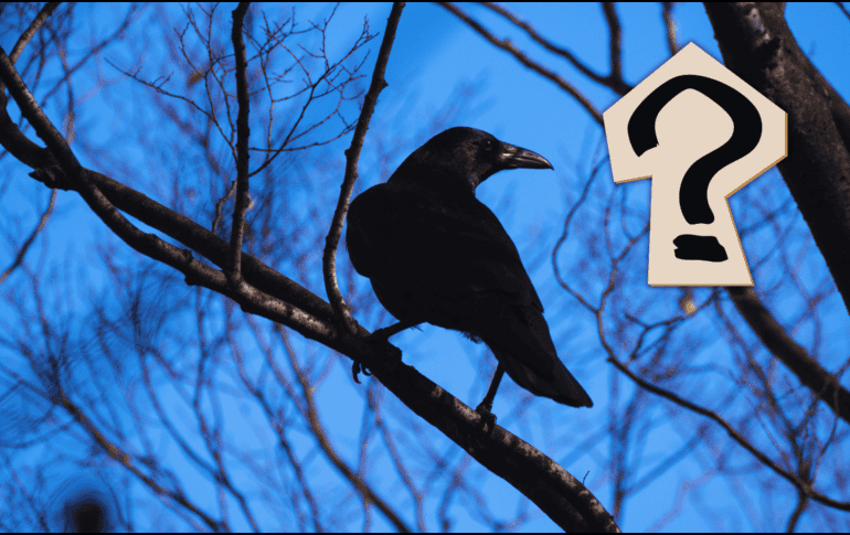 Lejos de ser simples observadores, los cuervos poseen una inteligencia extraordinaria. ESPECIAL / CANVA