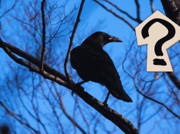 Lejos de ser simples observadores, los cuervos poseen una inteligencia extraordinaria. ESPECIAL / CANVA