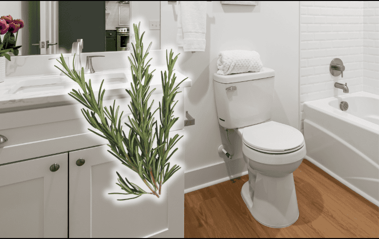 El romero es una planta aromática ampliamente utilizada en la cocina y la medicina tradicional, pero sus propiedades van mucho más allá. ESPECIAL/Canva