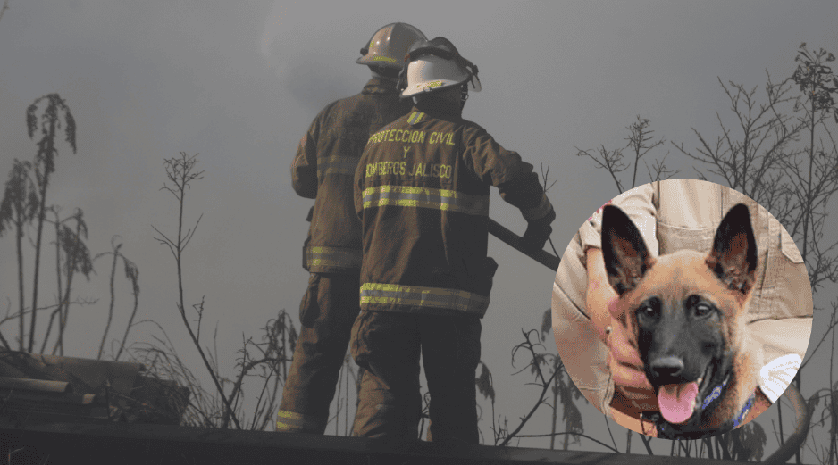 Con el entrenamiento adecuado, el olfato canino no solo localiza personas, también identifica sustancias peligrosas, como gases, alertando a los rescatistas de posibles amenazas. ESPECIAL/ EL INFORMADOR/ Gobierno de Zapopan