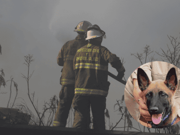 Con el entrenamiento adecuado, el olfato canino no solo localiza personas, también identifica sustancias peligrosas, como gases, alertando a los rescatistas de posibles amenazas. ESPECIAL/ EL INFORMADOR/ Gobierno de Zapopan