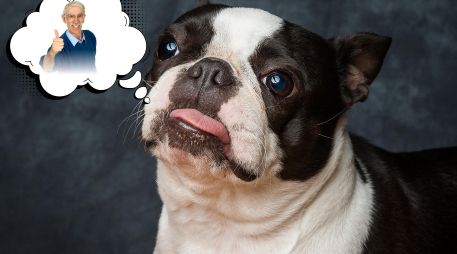 El Boston terrier, una raza de pelo corto y mantenimiento sencillo, se adaptan bien a departamentos o casas pequeñas y disfrutan de la compañía sin demandar largas sesiones de ejercicio. ESPECIAL / CANVA