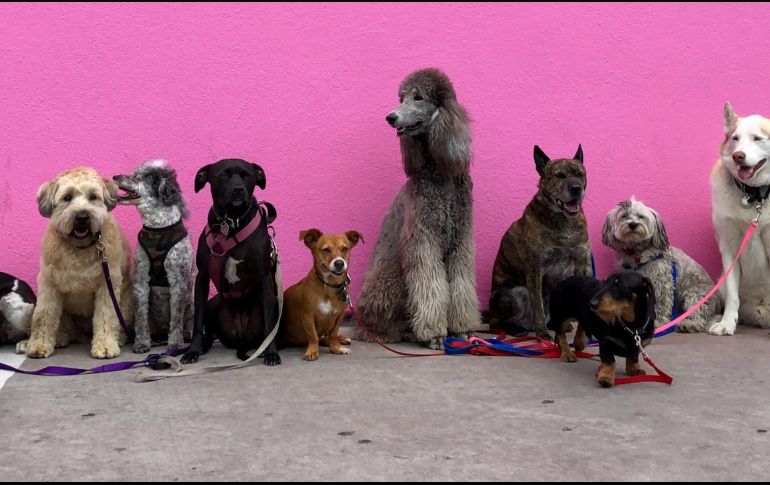 El nombre del trastorno hace referencia al pasaje bíblico de Noé, quien construyó un arca para salvar a animales de todas las especies durante el diluvio universal. Unsplash