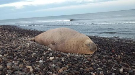La aparición de un elefante marino en la playa Los Ayala, Nayarit, sorprendió a turistas y habitantes, luego de que el enorme ejemplar fuera visto en la zona. X / SSPCNay