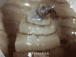 El gusano barrenador es una infestación causada por las larvas de la mosca, que se alimentan del tejido vivo de los mamíferos. Gobierno de México