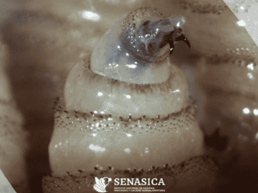 El gusano barrenador es una infestación causada por las larvas de la mosca, que se alimentan del tejido vivo de los mamíferos. Gobierno de México