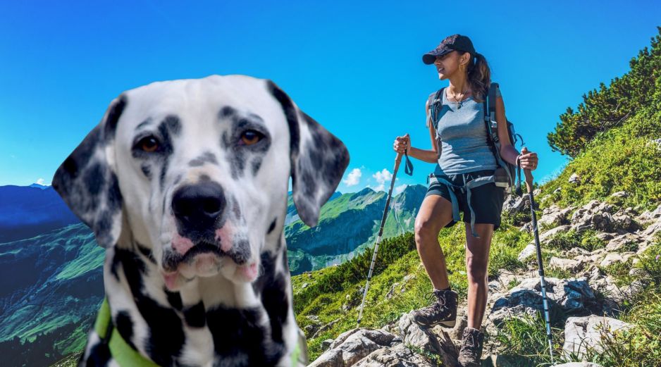 El Dálmata es una raza con gran capacidad aeróbica, por lo que es una de las opciones recomendadas para personas que gustan de hacer ejercicio. ESPECIAL / CANVA