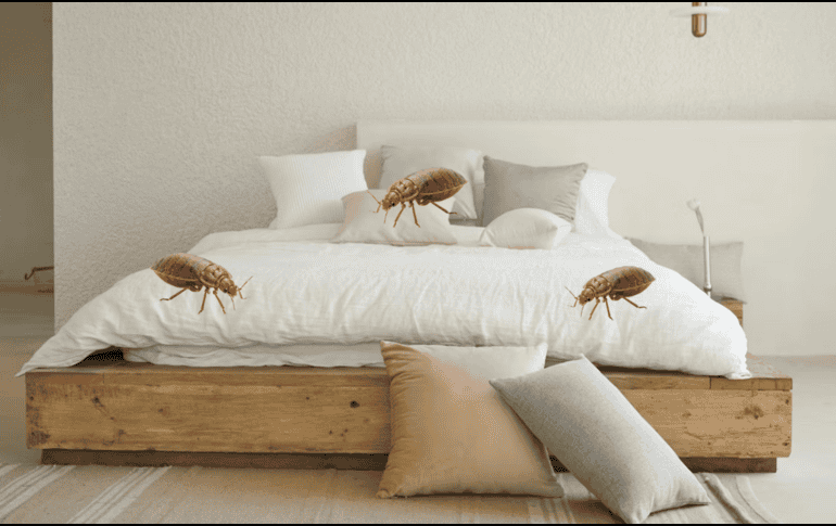 Siguiendo estos pasos puedes eliminar las chinches de tu colchón. UNSPLASH / DECONOVO