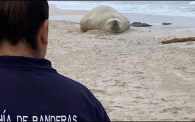 Autoridades reiteraron el llamado a la población a no acercarse, no tocar ni alimentar al animal y a seguir en todo momento las indicaciones del personal en sitio. FACEBOOK / Protección Civil y Bomberos de Bahía de Banderas
