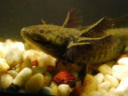 En su hábitat natural, el ajolote presenta coloraciones similares al fango para confundirse con su entorno. EFE/ARCHIVO