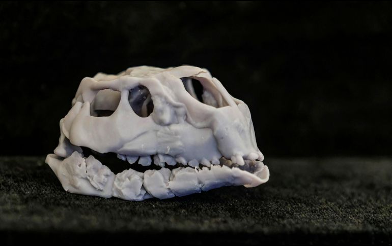 Cráneo de una nueva especie de dinosaurio hallado en los yacimientos paleontológicos de la sierra de la Demanda de Burgos. EFE/ S. Otero