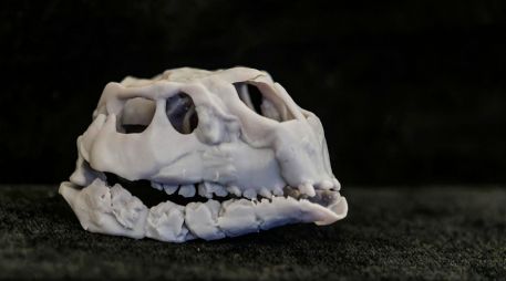 Cráneo de una nueva especie de dinosaurio hallado en los yacimientos paleontológicos de la sierra de la Demanda de Burgos. EFE/ S. Otero