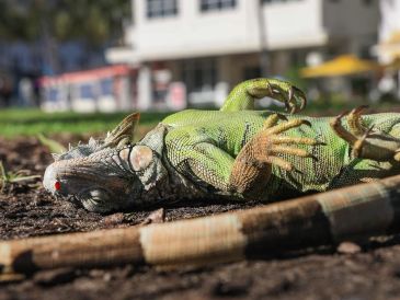 El frío provocó una "lluvia de iguanas", un fenómeno en el que los reptiles caen de los árboles al congelarse, por lo que cientos de ciudadanos llevaron más de 2 mil de estos animales a la Comisión de Conservación de Pesca y Vida Silvestre de Florida para su rescate. AFP / J. Raedle