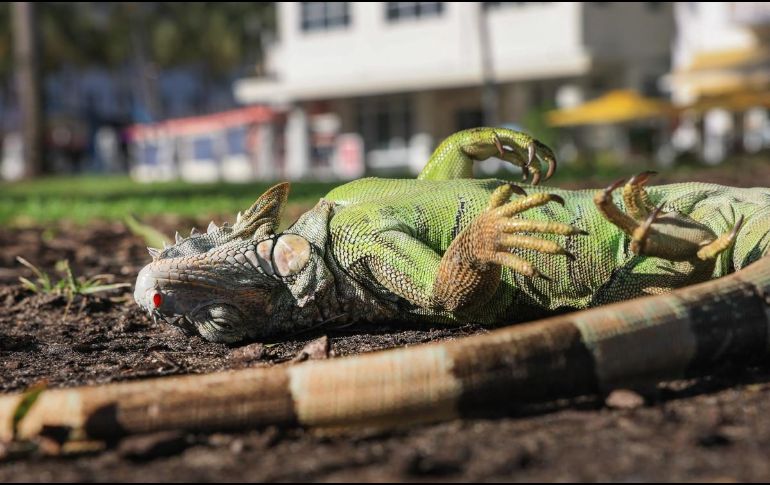 El frío provocó una 