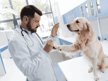 El desarrollo de esta píldora antienvejecimiento abre nuevas perspectivas en el cuidado de los perros mayores, enfocadas no en prolongar la vida de manera indefinida, sino en mejorar su bienestar durante las etapas finales, siempre bajo un manejo responsable y supervisión profesional. CANVA