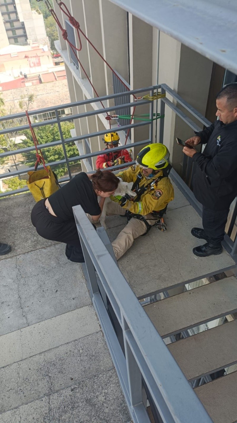 Gracias a maniobras especializadas, el gato fue rescatado de manera segura y entregado a su propietario. CORTESÍA &nbsp;