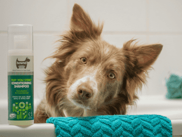 Bañar a tu perro es tan importante como cuidar su salud. UNSPLASH /  A. VERSCHUEREN