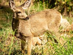 Los ciervos de las Islas Catalina son una parte valiosa del equilibrio del ecosistema paisajístico natural y cultural de la isla. EFE/SAVE THE CATALINA ISLAND DEER /N. Morrow