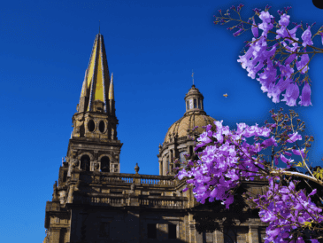 Las jacarandas pertenecen a la familia Bignoniaceae y llegan a medir hasta 15 metros de altura, con una probabilidad de vida de 80 años. ESPECIAL / CANVA
