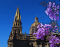 Las jacarandas pertenecen a la familia Bignoniaceae y llegan a medir hasta 15 metros de altura, con una probabilidad de vida de 80 años. ESPECIAL / CANVA