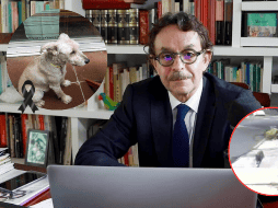 Difunden nuevas imágenes del ataque al perro de Quadri. ESPECIAL / X / @g_quadri