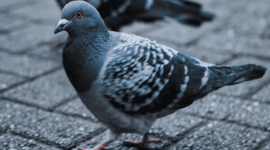 Las palomas espías se distinguen fácilmente por el momento: un cable sale de su cabeza y lo conecta con una mochila a su espalda, que contiene una batería solar, y una cámara en el pecho. ESPECIAL/Canva