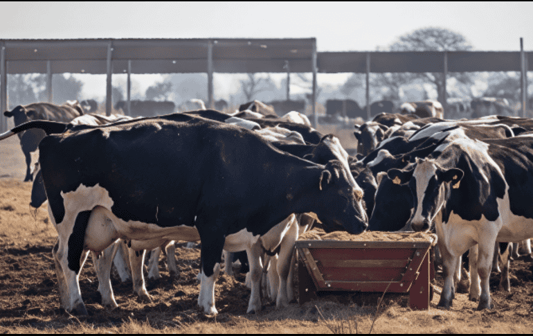 Leche para el Bienestar realizará el acopio de cerca de 800 millones de litros anuales a nivel nacional. X / @LecheBienestar