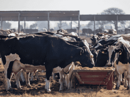 Leche para el Bienestar realizará el acopio de cerca de 800 millones de litros anuales a nivel nacional. X / @LecheBienestar
