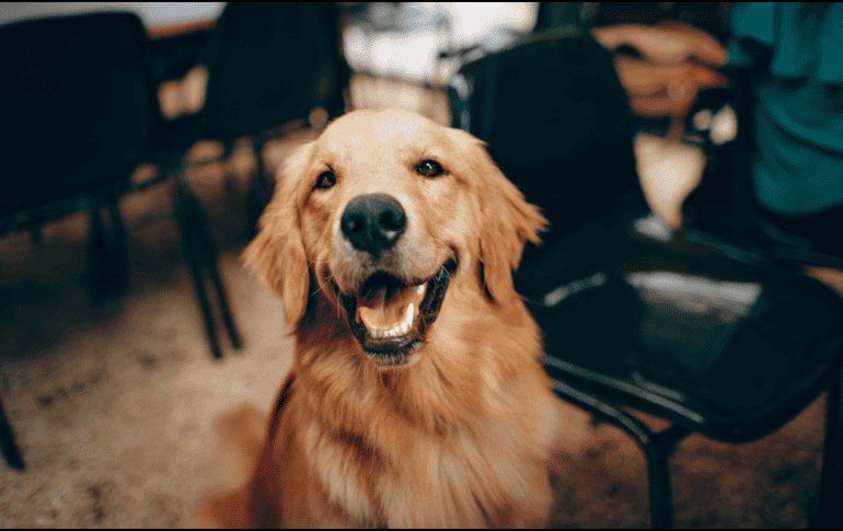 Ellos tienen la increíble la capacidad para percibir y reaccionar a las emociones humanas, gracias a su capacidad para interpretar el tono de voz, lenguaje corporal y expresiones faciales. CANVA