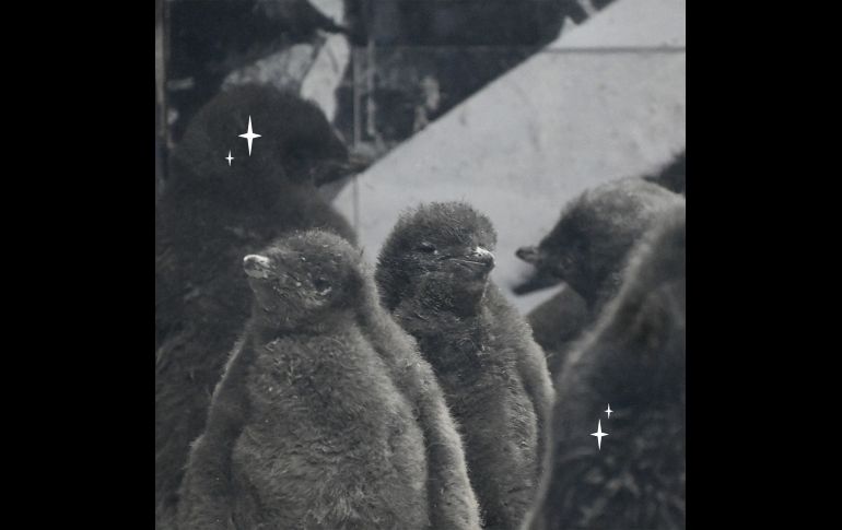 Te recordamos que el Zoológico Guadalajara se encuentra muy cerca de la Barranca de Huentitán. ESPECIAL/ Zoológico Guadalajara