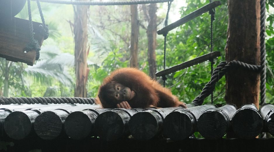 El estudio evidencia la importancia de diseñar experimentos adaptados a cada especie para evaluar las capacidades de los animales, y no solo de los grandes simios, dice a la plataforma SMC. Unsplash