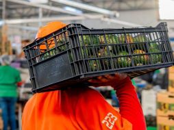 Michoacán lidera la producción de aguacate; Jalisco es segundo con 400 mil toneladas anuales. ESPECIAL