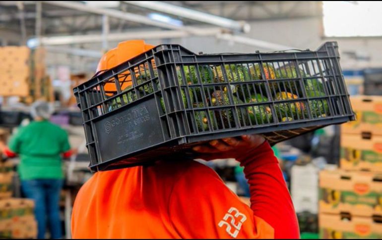 Michoacán lidera la producción de aguacate; Jalisco es segundo con 400 mil toneladas anuales. ESPECIAL