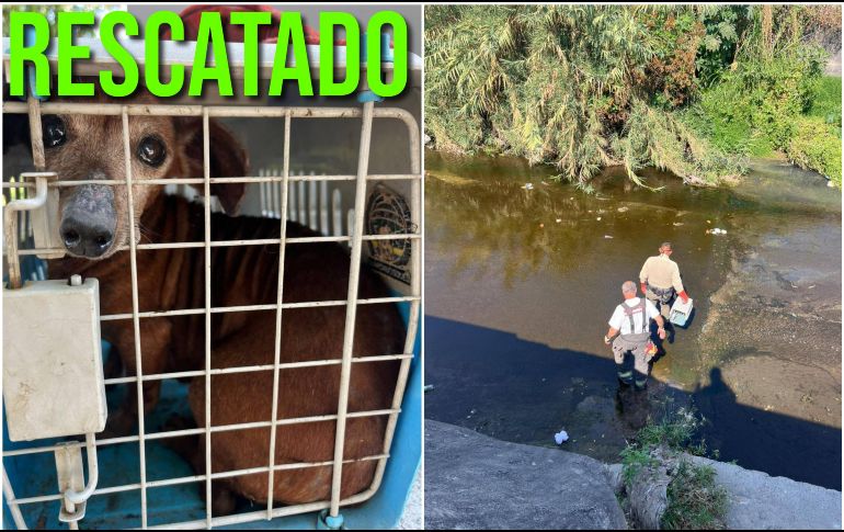 El perro estaba atorado en un arroyo pluvial de Guadalajara. ESPECIAL / Gobierno de Guadalajara