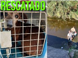 El perro estaba atorado en un arroyo pluvial de Guadalajara. ESPECIAL / Gobierno de Guadalajara