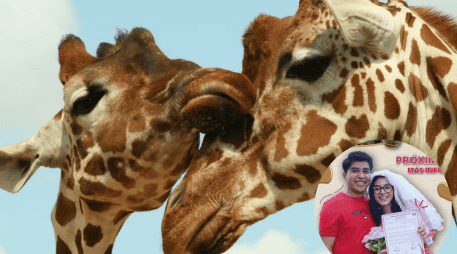 La ceremonia se realizará el sábado 14 de febrero en el Jardín Cabús. ESPECIAL/ Unsplash/ Facebook/ Zoológico de Morelia 