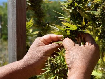 En la práctica diaria ya se transmite a los pacientes que el consumo de cánnabis puede influir en el hecho de que tengan más síntomas psicóticos. SUN/ARCHIVO