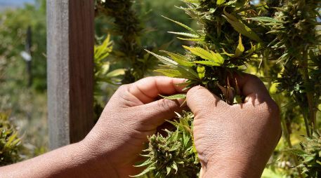 En la práctica diaria ya se transmite a los pacientes que el consumo de cánnabis puede influir en el hecho de que tengan más síntomas psicóticos. SUN/ARCHIVO