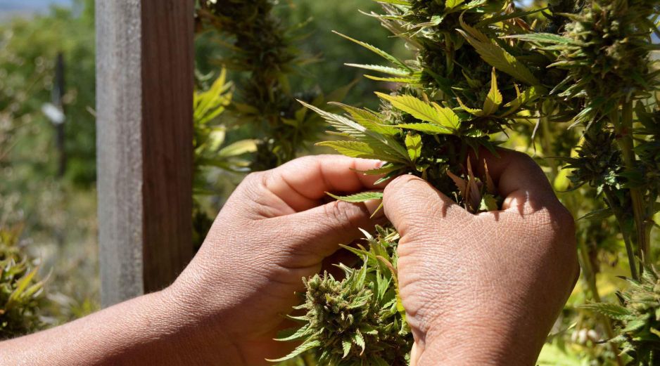 En la práctica diaria ya se transmite a los pacientes que el consumo de cánnabis puede influir en el hecho de que tengan más síntomas psicóticos. SUN/ARCHIVO