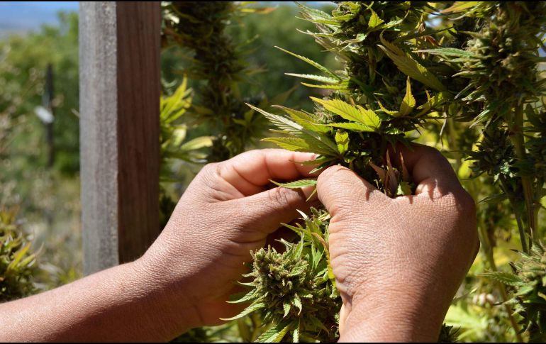 En la práctica diaria ya se transmite a los pacientes que el consumo de cánnabis puede influir en el hecho de que tengan más síntomas psicóticos. SUN/ARCHIVO