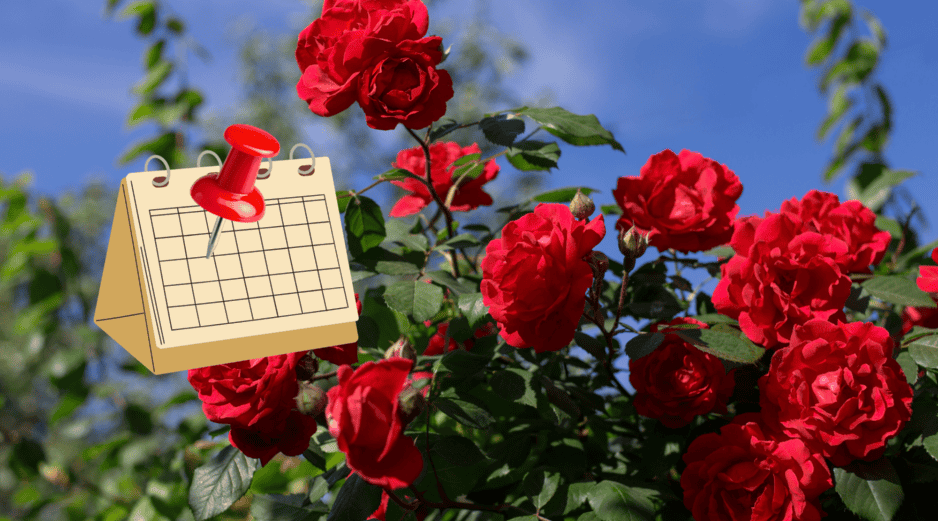 El 7 de febrero se convierte en una fecha dedicada a celebrar el significado cultural y emocional de la rosa, una flor que ha trascendido el tiempo. CANVA