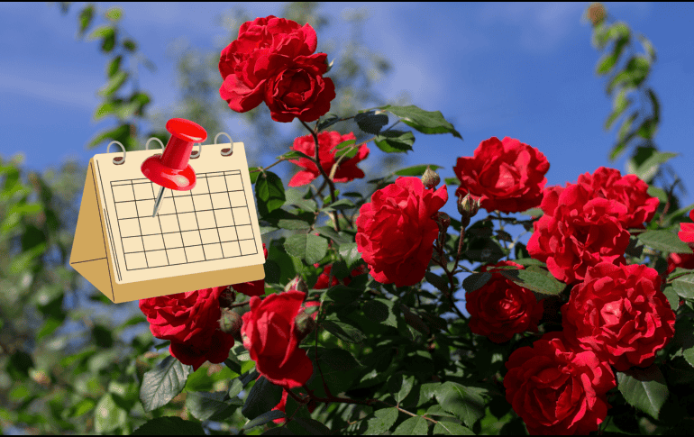 El 7 de febrero se convierte en una fecha dedicada a celebrar el significado cultural y emocional de la rosa, una flor que ha trascendido el tiempo. CANVA