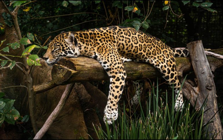 La Semarnat informó que Yucatán será una región clave en las acciones para garantizar la supervivencia del jaguar en el país. EL INFORMADOR/ARCHIVO